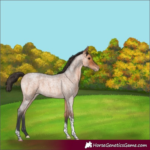 Horse Color:Bay Roan Tobiano Varnish Rabicano 