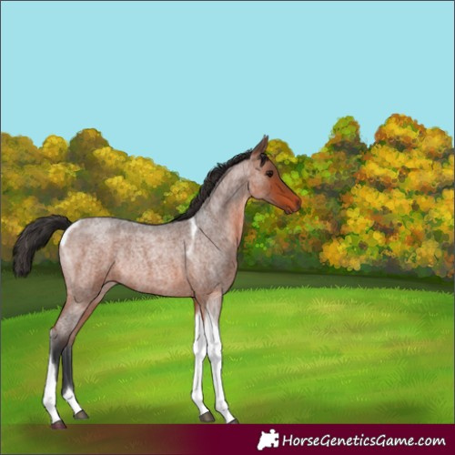 Horse Color:Bay Roan Tobiano Rabicano 