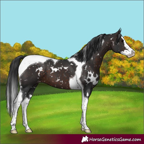 Horse Color:White Spotted Brown Splash Tobiano Snowflake Varnish
