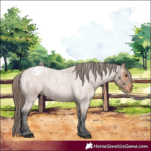 Horse Color:Bay Roan Varnish