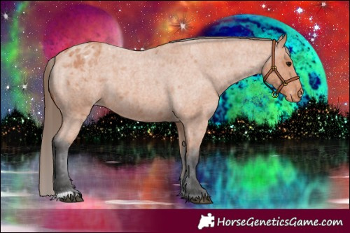 Horse Color:Bay Roan Appaloosa 