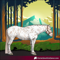 Horse Color:Amber Champagne Roan Appaloosa 