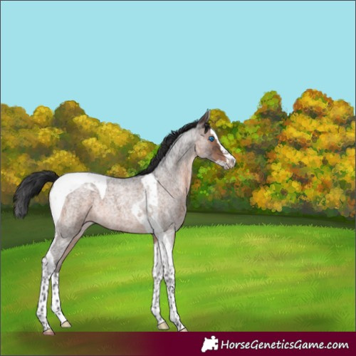 Horse Color:Brown Roan Splash Tobiano 
