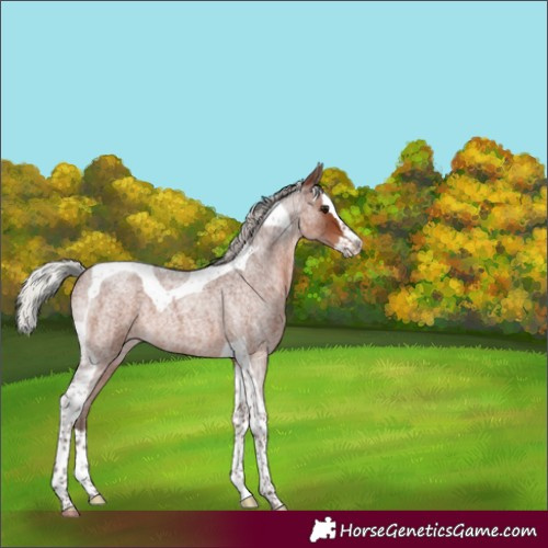 Horse Color:Silver Brown Roan Splash Tobiano 