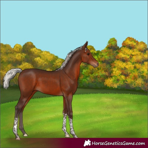 Horse Color:Silver Brown Tobiano 