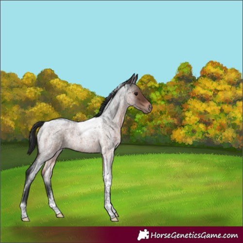 Horse Color:Brown Roan Tobiano 