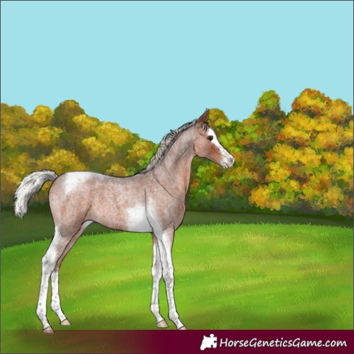 Horse Color:Silver Brown Roan Splash Tobiano 