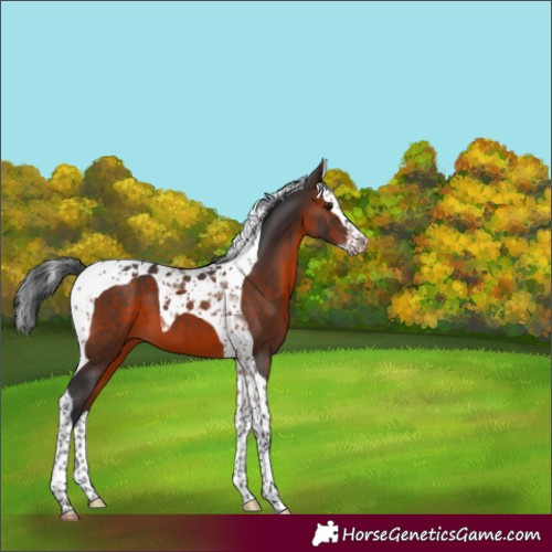 Horse Color:Brown Splash Tobiano 