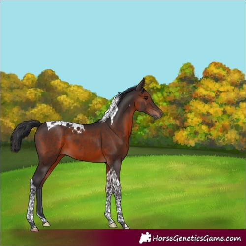 Horse Color:Brown Tobiano 