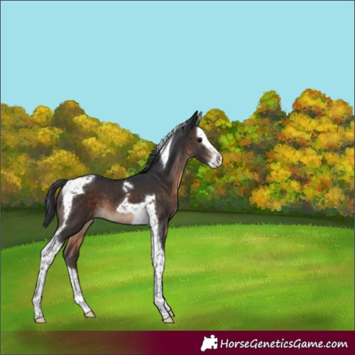Horse Color:Brown Splash Tobiano 