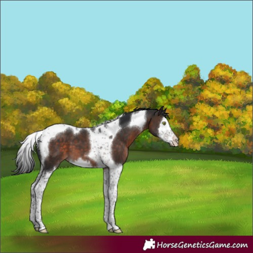 Horse Color:Brown Mushroom Splash Tobiano 