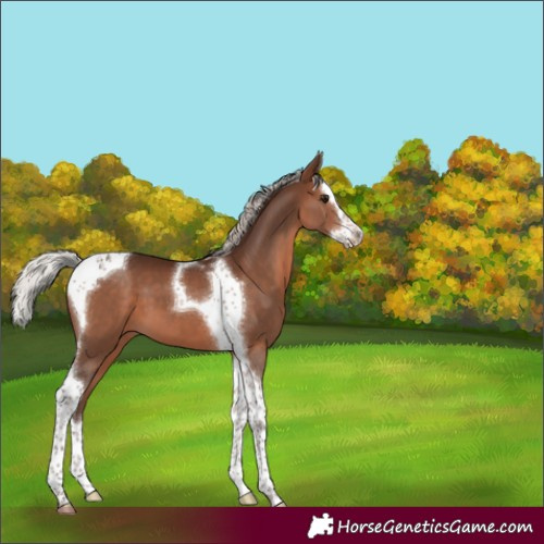 Horse Color:Silver Brown Splash Tobiano 