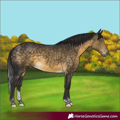 Horse Color:Buckskin Mushroom Tobiano Rabicano 