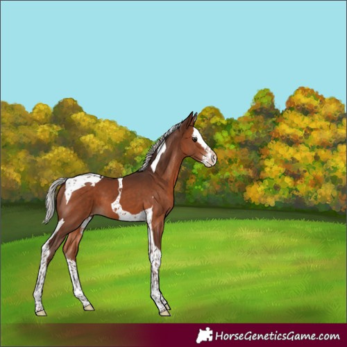 Horse Color:Silver Brown Splash Tobiano Appaloosa 