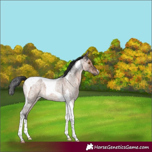 Horse Color:Brown Roan Dun Mushroom Tobiano Brindle 