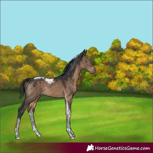 Horse Color:Brown Dun Tobiano 