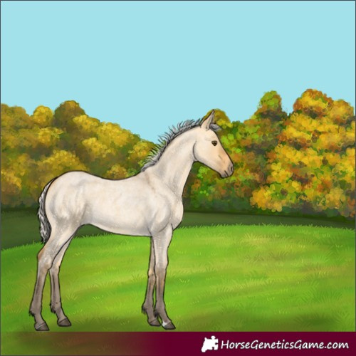 Horse Color:Silver Buckskin Roan Dun 