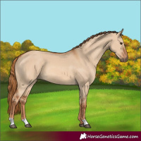 Horse Color:Red Dun 