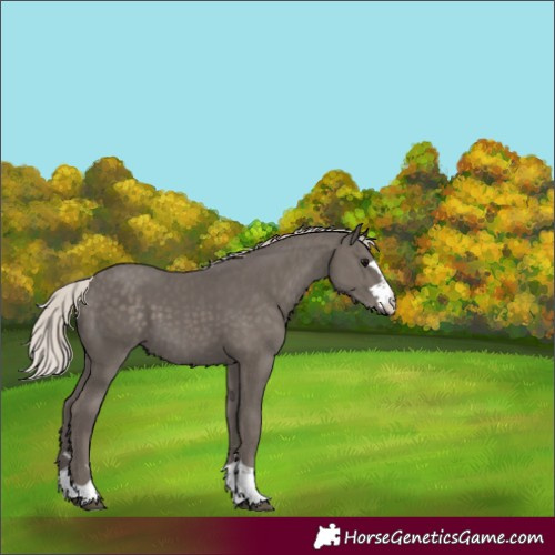 Horse Color:Silver Black 