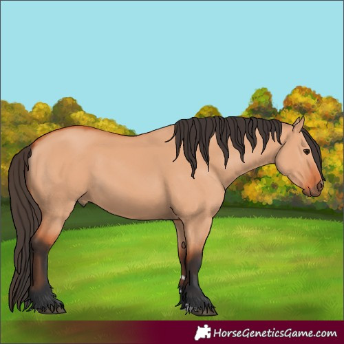 Horse Color:Bay Dun