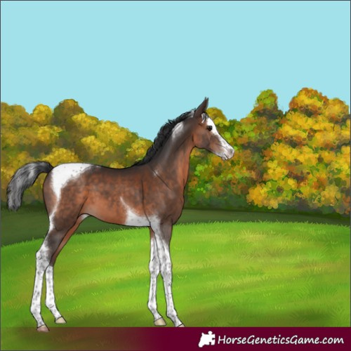 Horse Color:Brown Splash Tobiano 