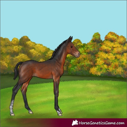 Horse Color:Brown Tobiano 