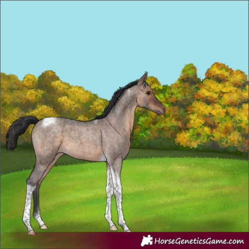 Horse Color:Brown Roan Dun Tobiano 