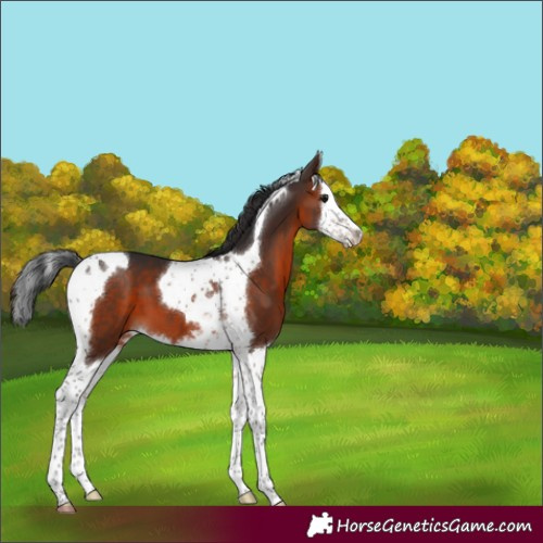 Horse Color:Brown Splash Tobiano 