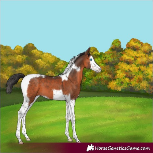 Horse Color:Brown Splash Tobiano 