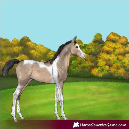 Horse Color:Brown Dun Splash Tobiano 
