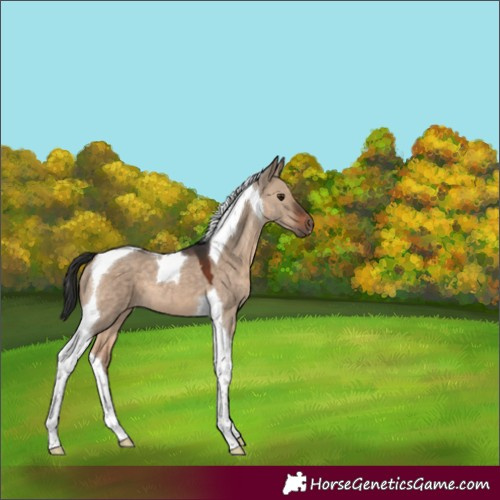 Horse Color:Brown Dun Tobiano 
