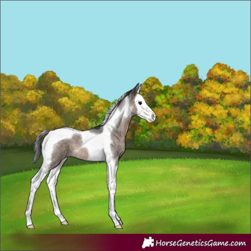 Horse Color:Brown Roan Dun Splash Tobiano 