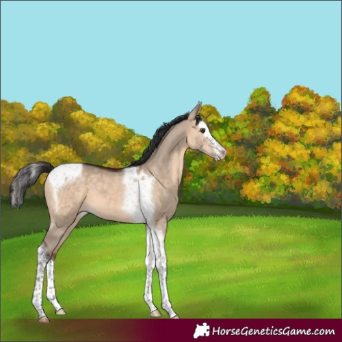 Horse Color:Brown Dun Splash Tobiano 