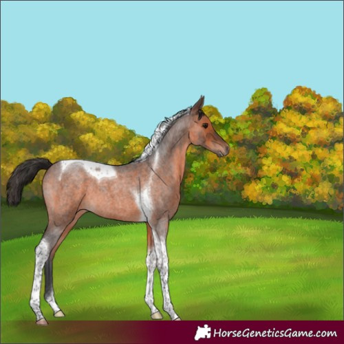 Horse Color:Brown Roan Tobiano 