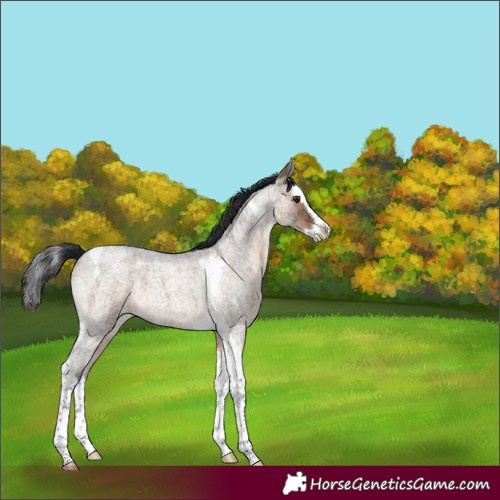Horse Color:Brown Roan Dun Splash Tobiano 
