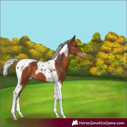 Horse Color:Silver Brown Tobiano 
