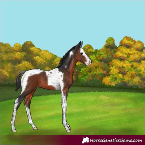 Horse Color:Brown Splash Tobiano 