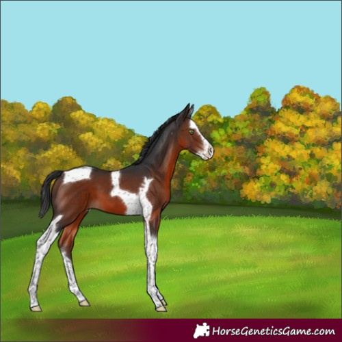 Horse Color:Brown Mushroom Splash Tobiano 