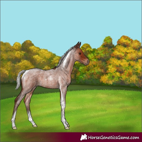 Horse Color:Silver Brown Roan Tobiano 