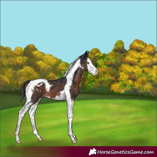Horse Color:Brown Mushroom Splash Tobiano Appaloosa 