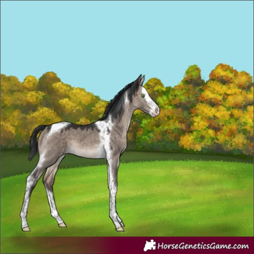 Horse Color:Brown Dun Mushroom Splash Tobiano 