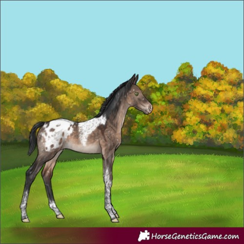 Horse Color:Brown Dun Mushroom Tobiano Appaloosa 