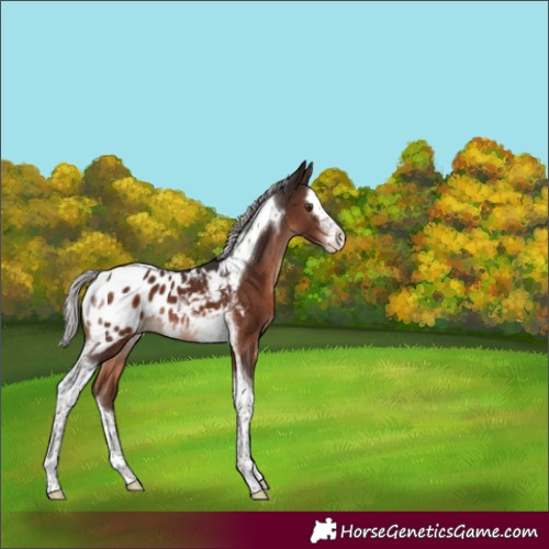 Horse Color:Silver Brown Mushroom Splash Tobiano Appaloosa 