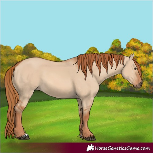 Horse Color:Red Dun Rabicano 