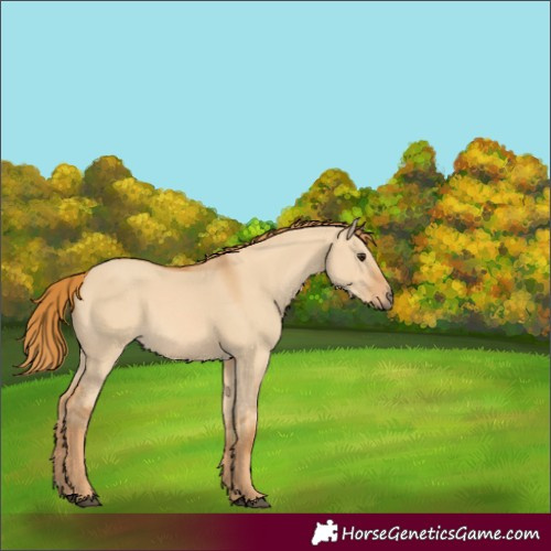 Horse Color:Red Dun Rabicano 