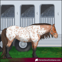 Horse Color:Bay Roan Appaloosa 
