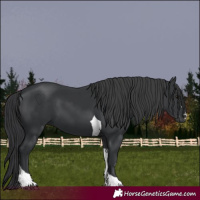 Horse Color:Black Tobiano 