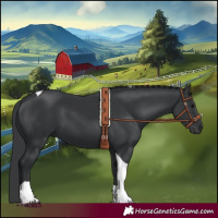 Horse Color:Black Tobiano 