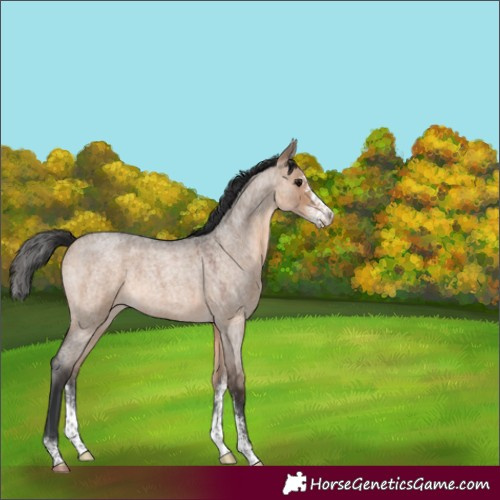 Horse Color:Brown Roan Dun Sabino 