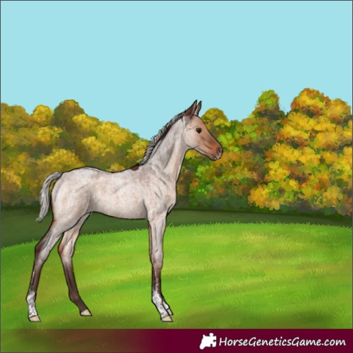 Horse Color:Silver Brown Roan Dun Sabino 